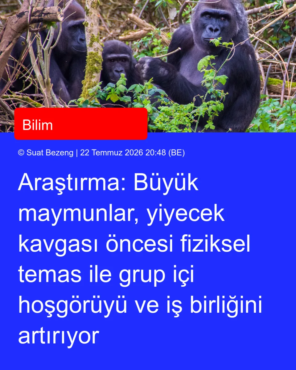 Araştırma: Büyük maymunlar, yiyecek kavgası öncesi fiziksel temas ile grup içi hoşgörüyü ve iş birliğini artırıyor
