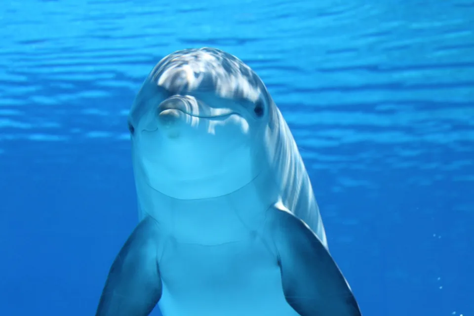 De Vlaamse regering besliste om het dolfinarium in Brugge stapsgewijs te sluiten.