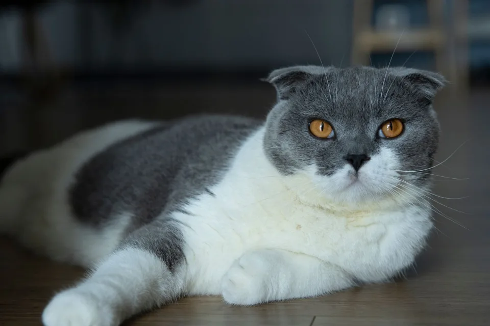 Tierschützer in Belgien warnen vor gesundheitlichen Folgen gezüchteter Katzen und Hunde