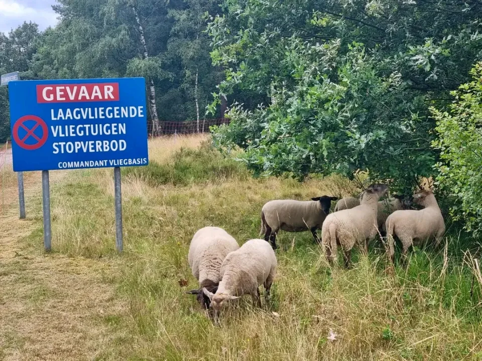 Hollanda'daki Gilze-Rijen Hava Üssü'nde koyunlarla doğal alan yönetimi projesinde otlatmanın ekosisteme ve yerel canlı çeşitliliğine etkisi araştırılıyor