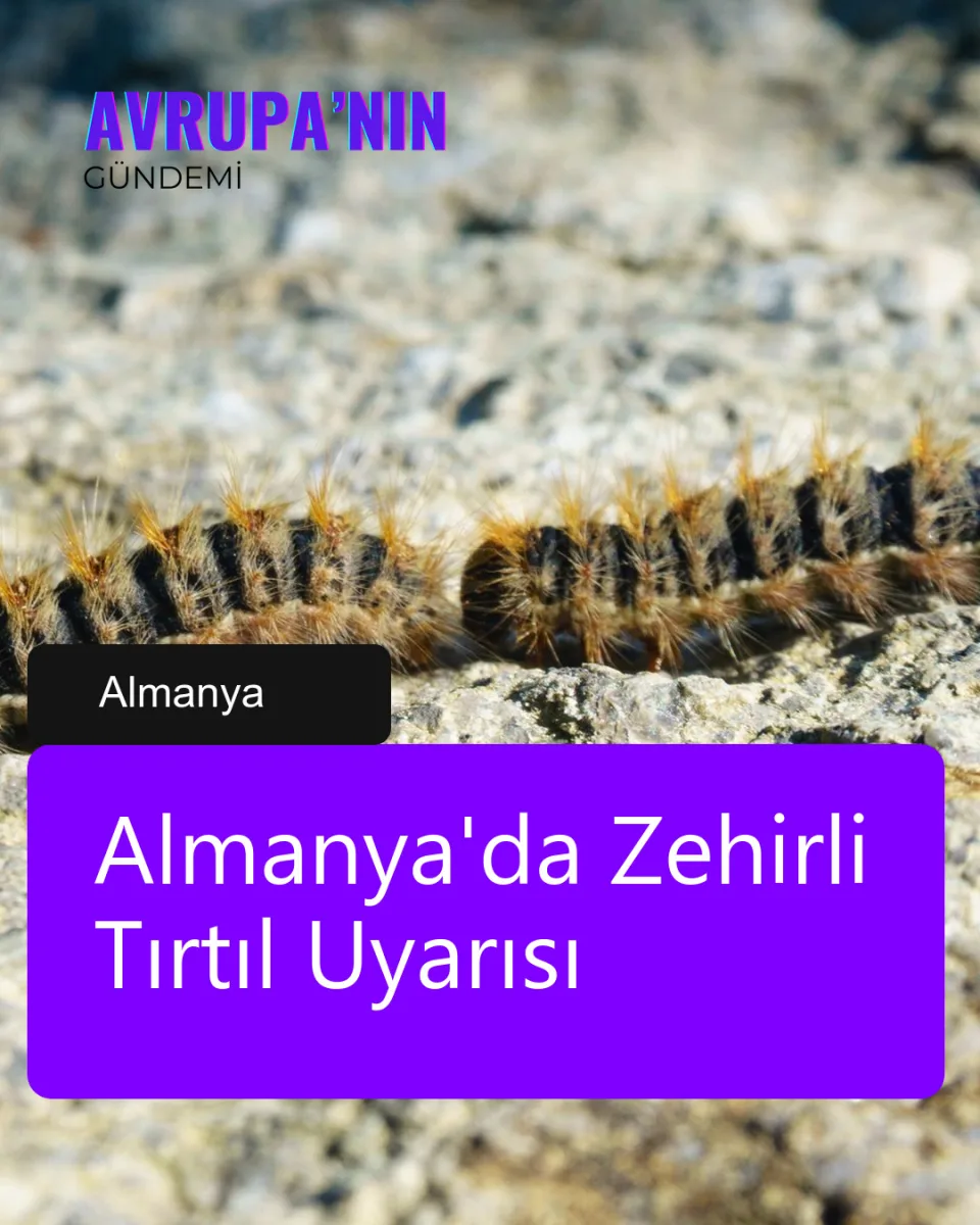 Almanya'da Zehirli Tırtıl Uyarısı