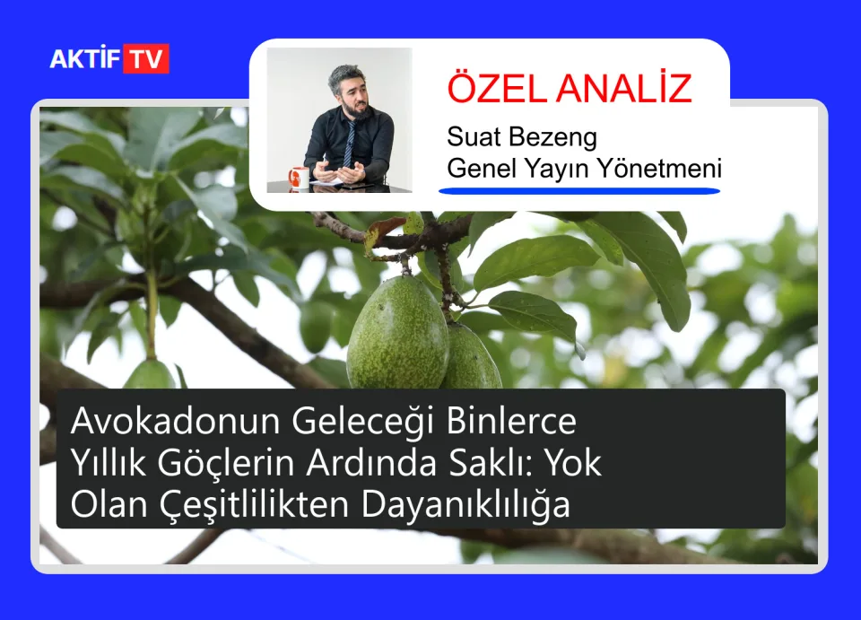 Avokadonun Geleceği Binlerce Yıllık Göçlerin Ardında Saklı: Yok Olan Çeşitlilikten Dayanıklılığa