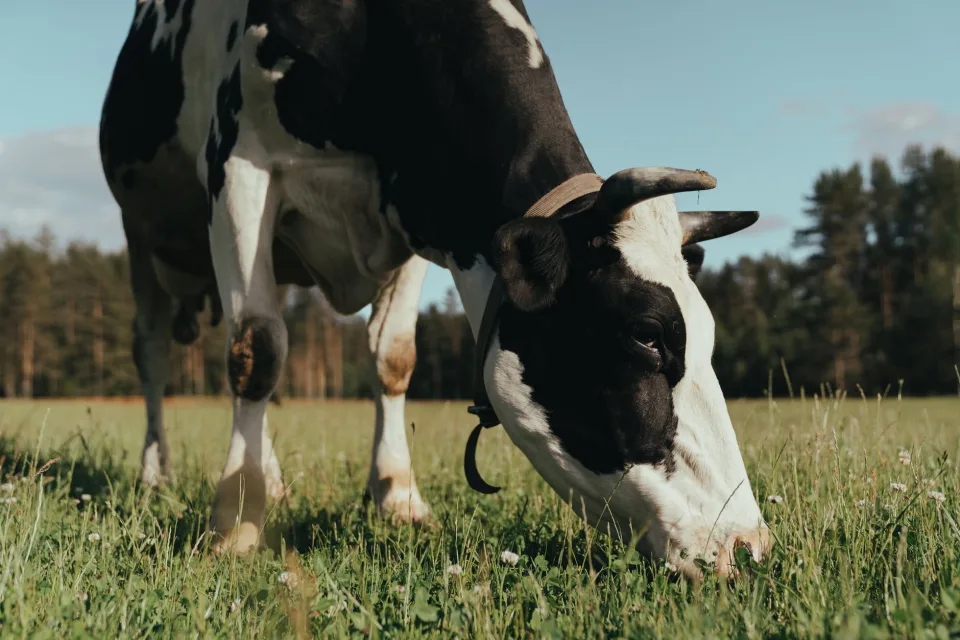 Schimbările climatice determină scăderi majore la calitatea laptelui produs