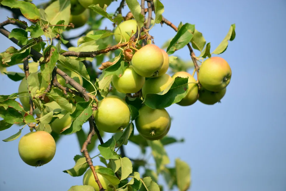 En Belgique, météo brûlante et sécheresse mettent à mal la récolte chez les producteurs de fruits