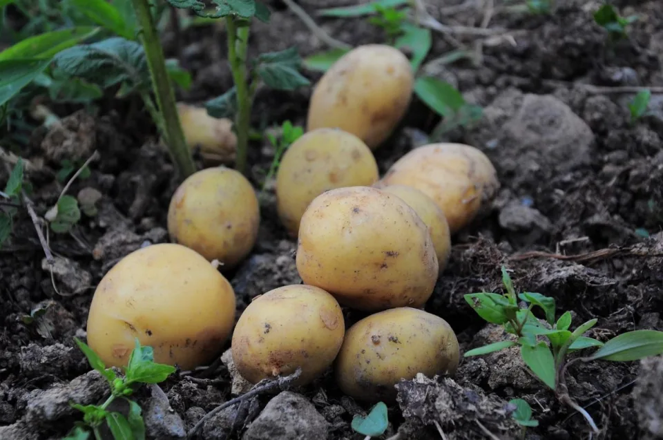 Belçika'da patates üretimi rekor artış gösterdi
